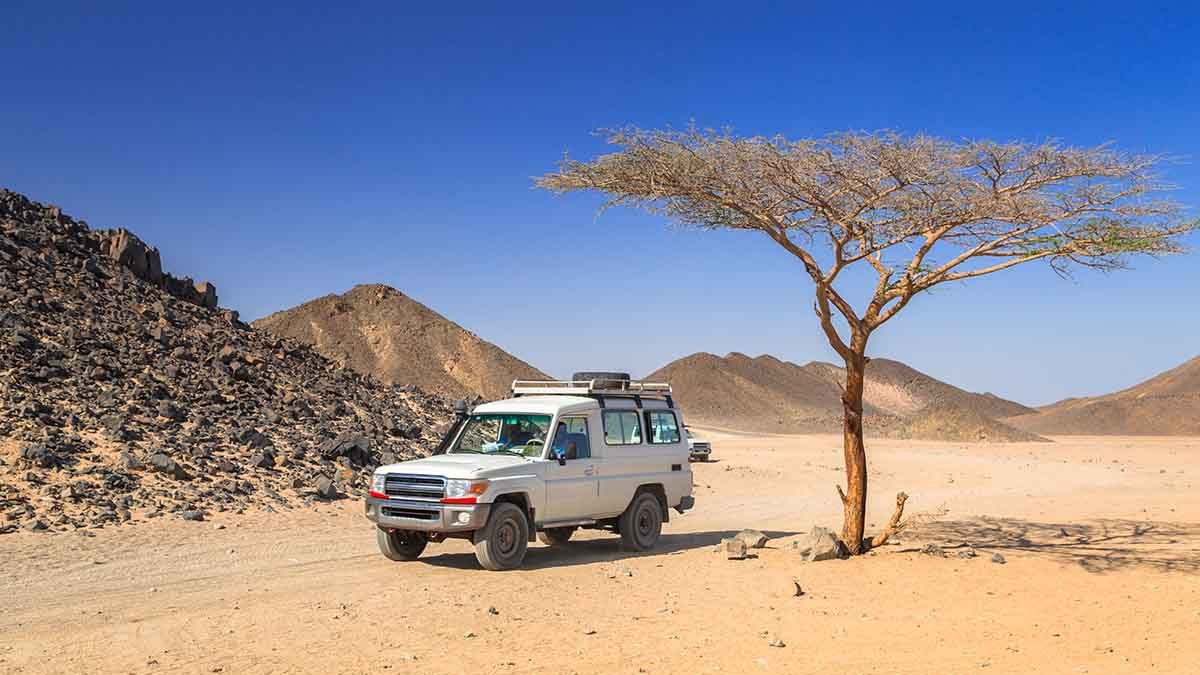 Safari Excursions In Sharm